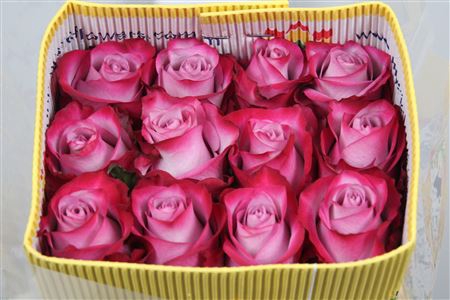 Mariposa Women's Cotton Bra Rosa (38 Inches, Apricot) price in UAE