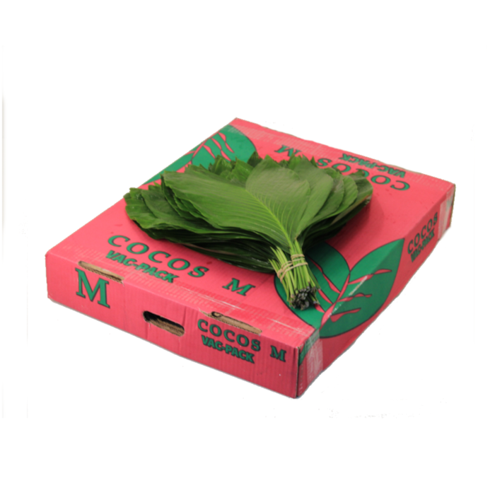 COCOS MEDIUM (BOX)