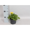 vaste planten 12 cm Doronicum  Orientale Yellow