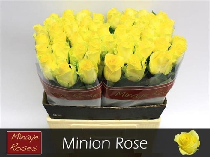 <h4>Rs gr Minion Rose</h4>