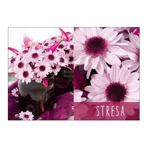 Chrysanthemum spray stresa rosa