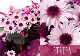 Chrys. spray stresa rosa (R. OPORTO)