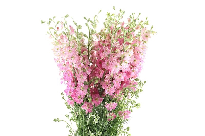 <h4>Delphinium Ridderspoor Light Pink</h4>