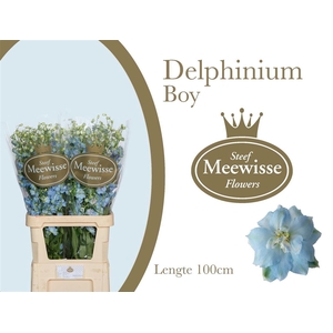 Delphinium el dewi boy