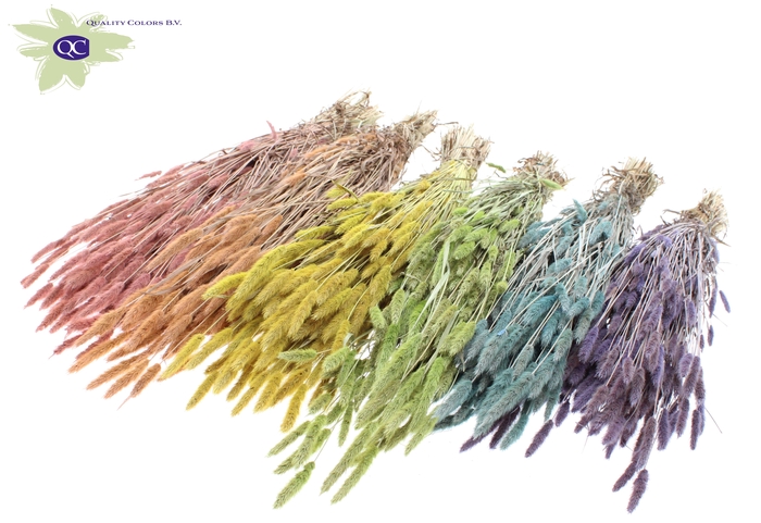 <h4>Polypogon per bunch mixed colours frosted</h4>