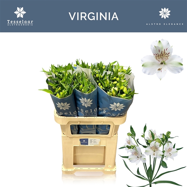 <h4>Alstroemeria Virginia 50 gr</h4>