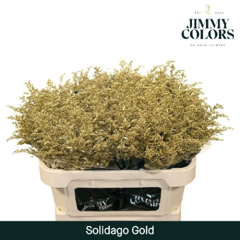 <h4>Solidago paint gold</h4>