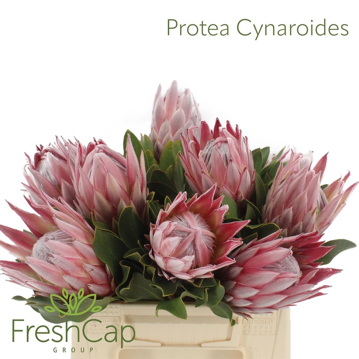 <h4>Protea Cynaroides</h4>