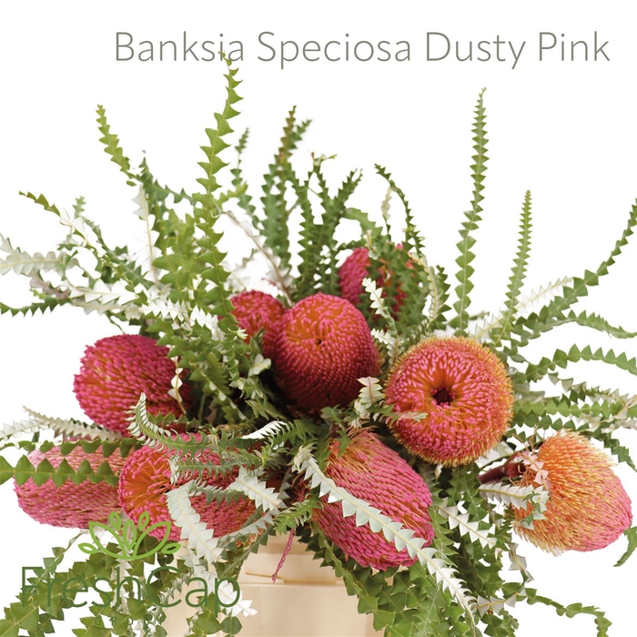 <h4>Banksia Speciosa Dusty Pink</h4>