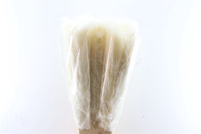 <h4>Dried Cortaderia Lao Grass Bleached 100cm P Stem</h4>