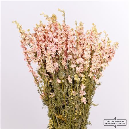 <h4>Dried Delphinium Pink Bunch</h4>