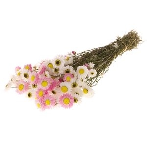 DRIED FLOWERS - ACROCLINIUM NATURAL MIXED