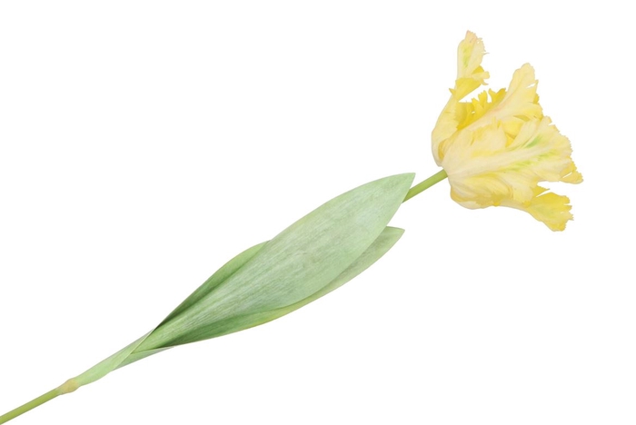 <h4>Silk Tulip Yellow 64cm</h4>