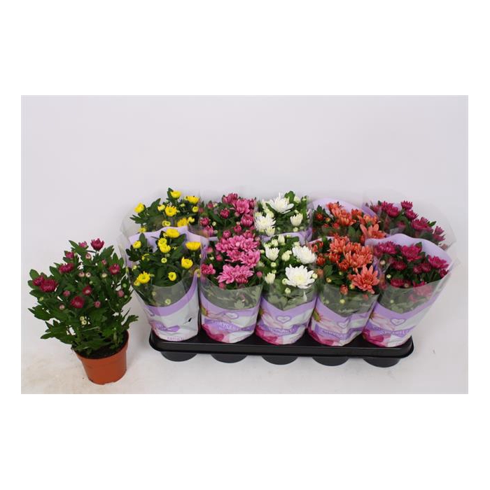 <h4>Chrysanthemum Indicum mix double flowers 12Ø 28cm</h4>