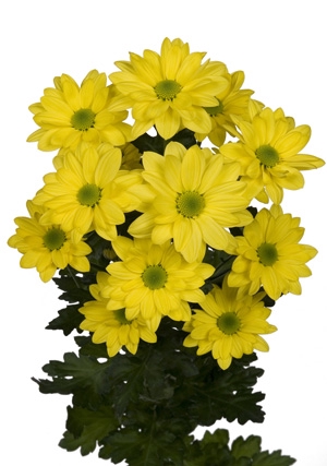 Chrysanthemum spray bacardi amarilla
