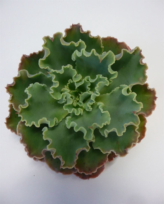 <h4>Echeveria shaviana cutflower wincx-8cm</h4>