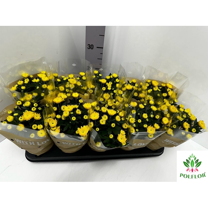 <h4>Chrysanthemum Da Vinci Yellow 12Ø 25cm</h4>