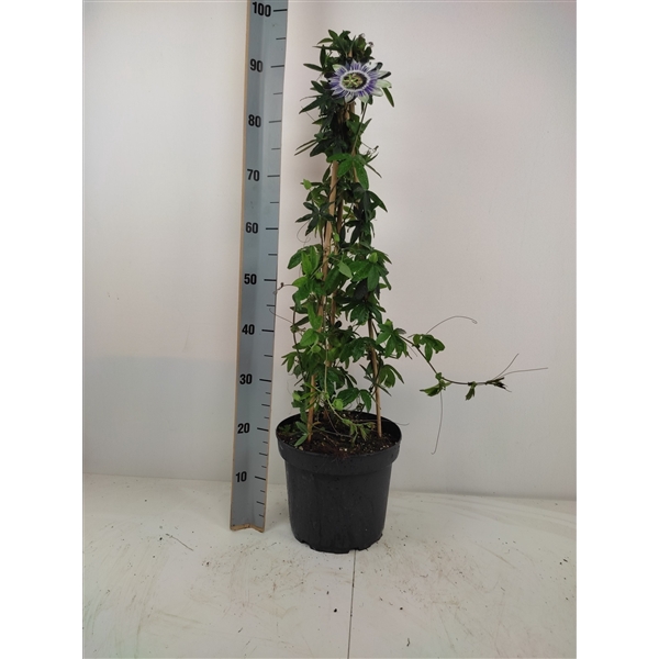 <h4>Passiflora Caerulea stam 95</h4>