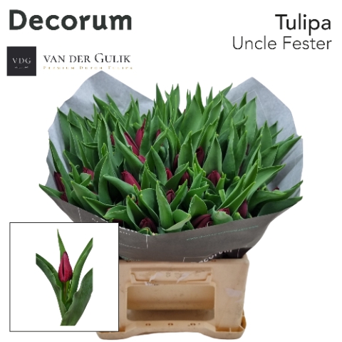<h4>Tulipa si uncle fester</h4>