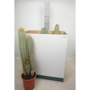 Cactus Gem