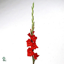 <h4>Gladiolus la chinon</h4>