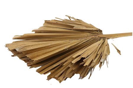 <h4>Dried Palm Spear Natural Xl W45 P Stem</h4>