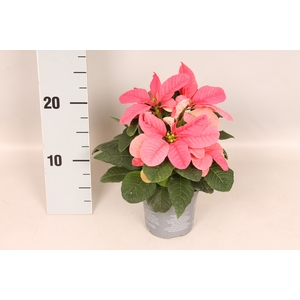 Poinsettia 10,5 cm Mouse Pink