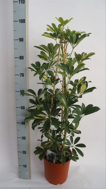 Schefflera Arboricola 21Ø 90cm 21pp