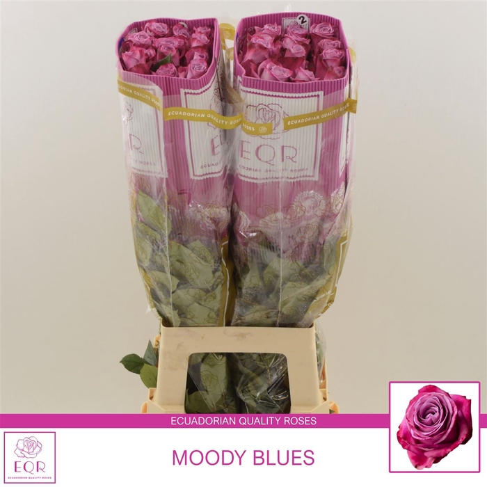 <h4>Rosa gr Moody Blues!</h4>