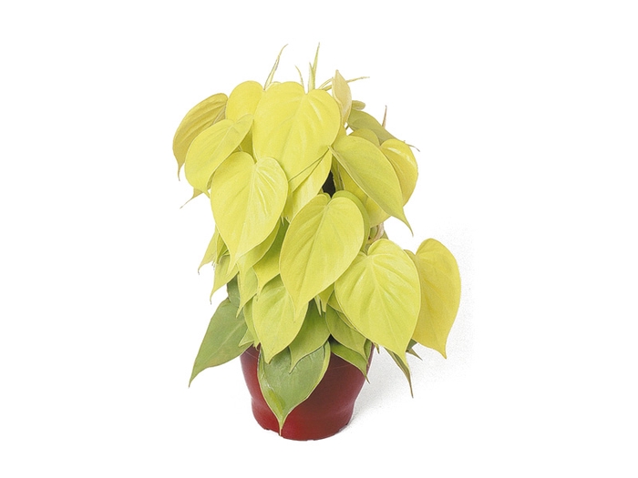 <h4>PHILODENDRON AMARELO C21</h4>