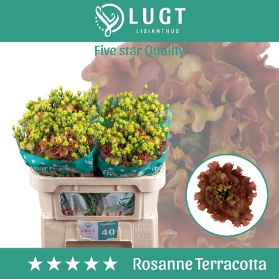 <h4>Lisianthus do rosanne terracotta</h4>