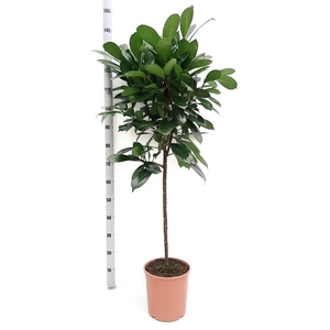 Ficus Cyathistipula 24Ø 130cm