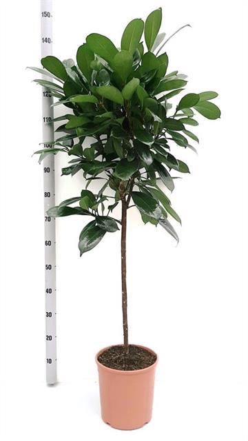Ficus Cyathistipula 24Ø 130cm