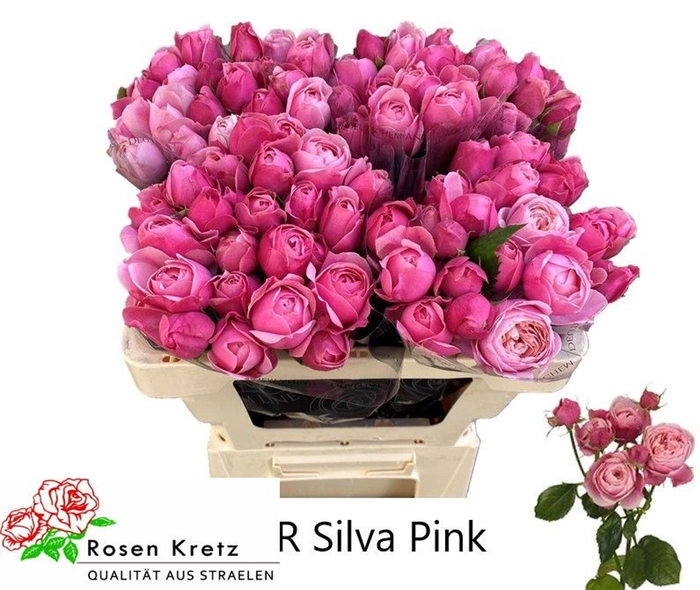 <h4>Rs tr Silva Pink+</h4>