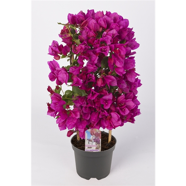 <h4>Bougainvillea 'Sanderiana' palisser violet</h4>