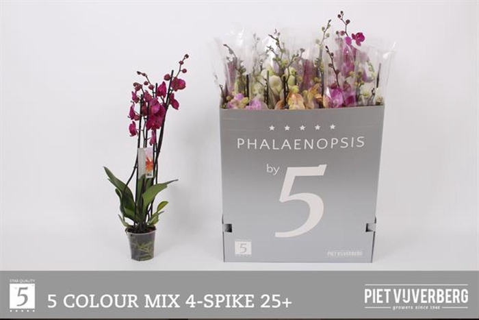 <h4>Phalaenopsis gemengd 5 kleuren</h4>