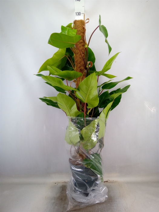 <h4>Philodendron  'Emerald Queen'</h4>