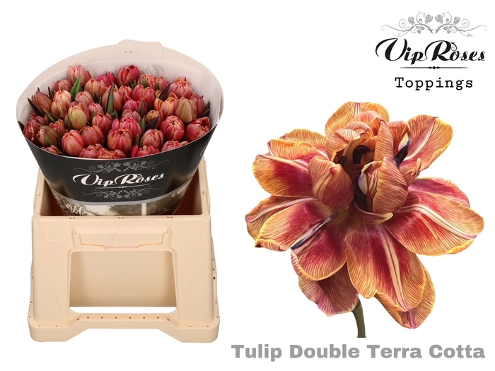 <h4>Tulipa do paint terracotta</h4>