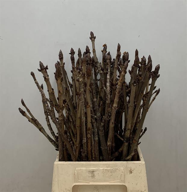 Aesculus stem bronze (chestnut)