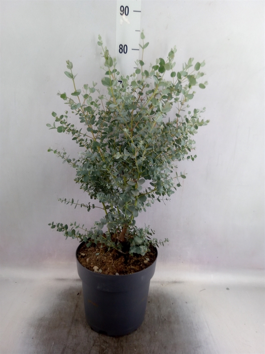 <h4>Eucalyptus gunnii 'Azura'</h4>