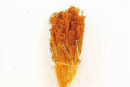 <h4>Dried Brooms Yellow Ocker Bunch</h4>