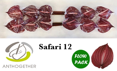 <h4>ANTH A SAFARI 12 Flow Pack</h4>
