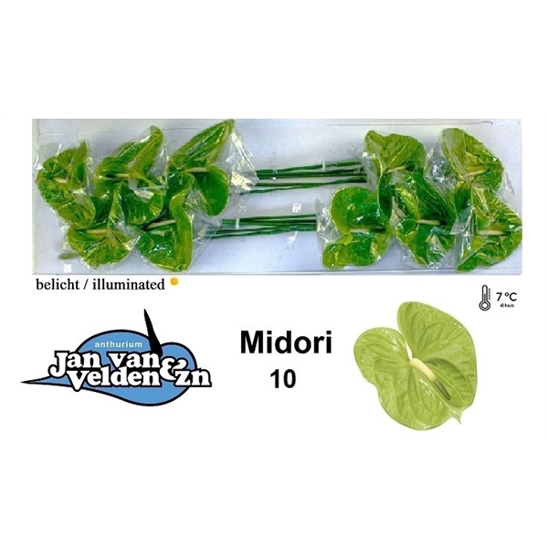 Midori 10