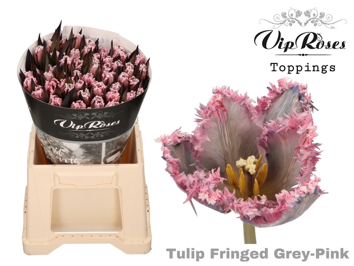 <h4>Tulipa fr paint grey pink</h4>