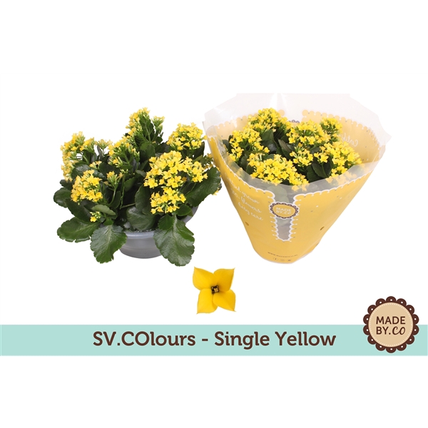 <h4>Kalanchoë Single Yellow in SV.COloursleeve</h4>