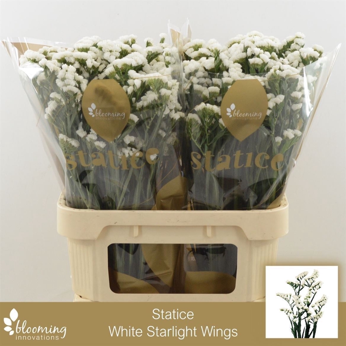 <h4>Statice White Starlight Wings | Heavy Quality+</h4>