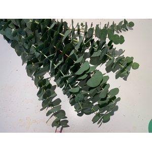 Greens - Eucalyptus Pulverulenta