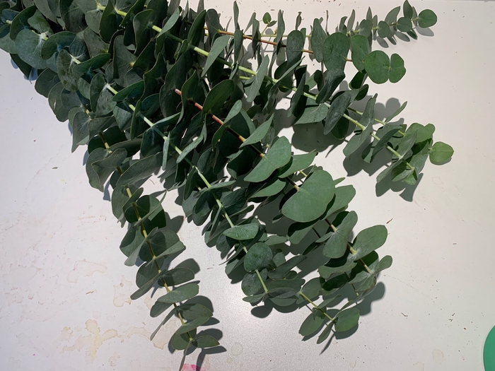 Greens - Eucalyptus Pulverulenta