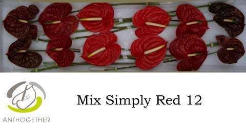 <h4>Anthurium Mix Simply Red</h4>