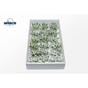 Echeveria White Snow Cutflower Wincx-8cm